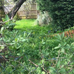 Kettering Town Garden