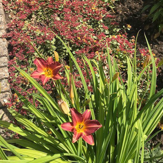 Plant Design for Small Existing Borders