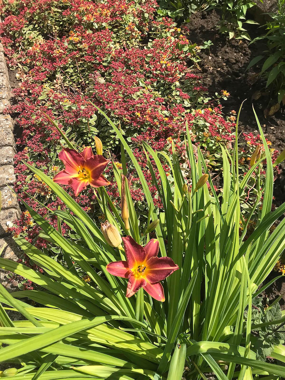 Plant Design for Small Existing Borders