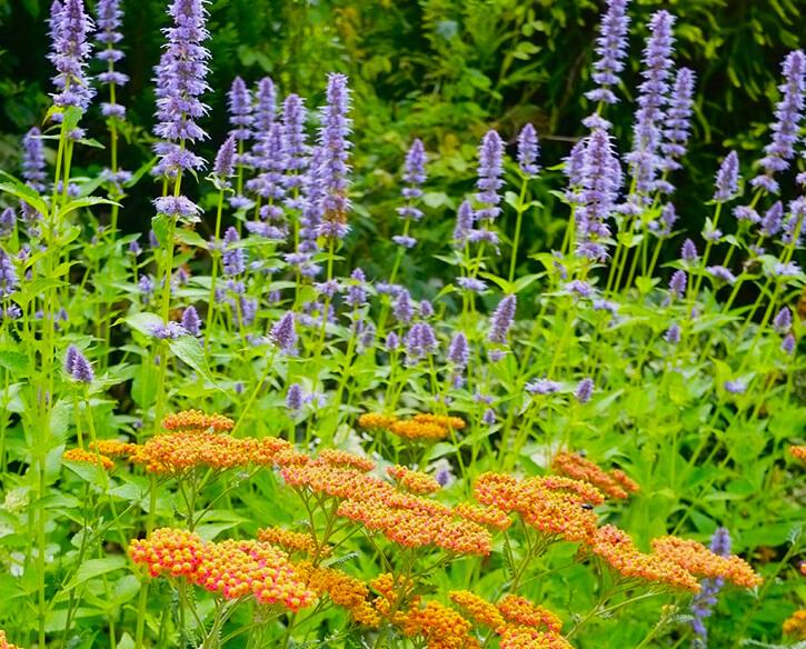 Lowick Design & Gardening Experience of Maintaining Gardens Garden Services