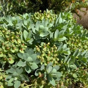 E. mymyrsinites E. mymyrsinites