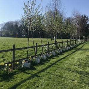 Planting day Ribbon 5