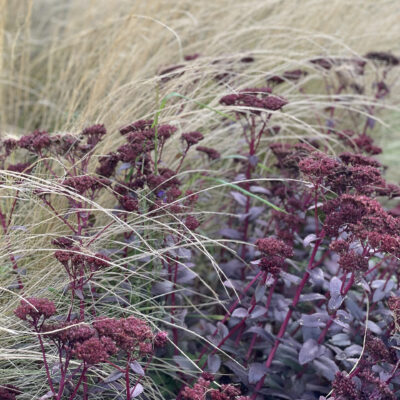 Sedum Purple Emperor,Stipa tenuissima